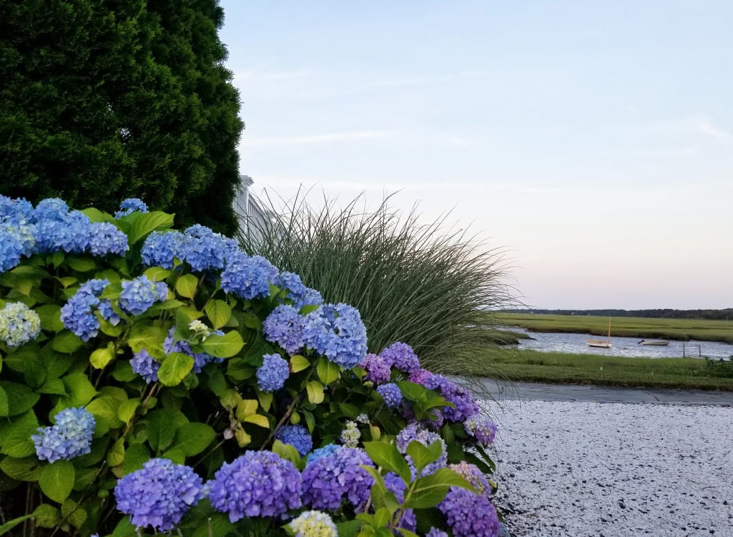Cape Cod Hydrangea Festival Garden Tours 2
